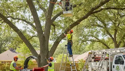 Royal Oak, MI arborist pruning a tree to improve health and reduce hazards