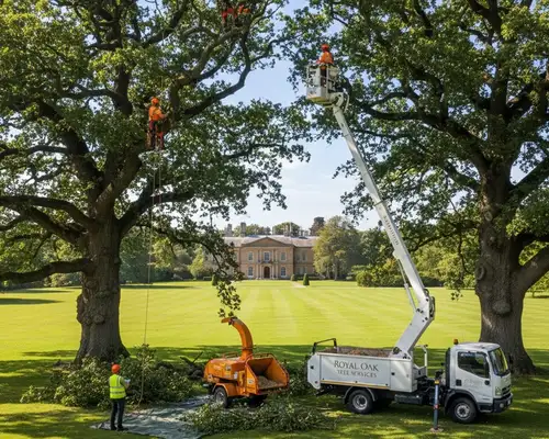Royal Oak, MI tree trimming service for healthy, neatly maintained canopies