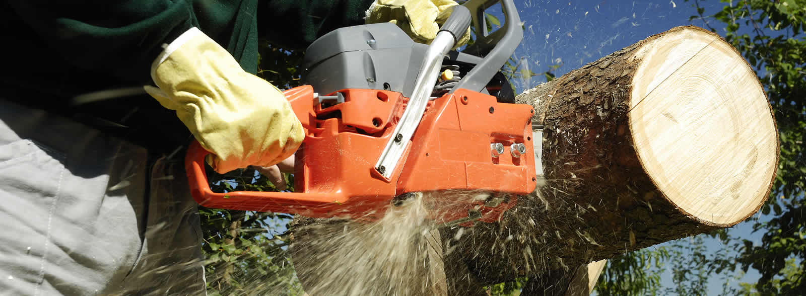 Norwalk Tree Cutting Services thumbnail
